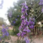 Ramona Navarro - Facebook