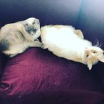 Rollins and Ramona - @rollins_and_ramona - Instagram