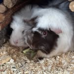 🌾 Raymond, Ramona & Rue 🌾 - @chaos.herd.cavies - Instagram