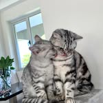 Ramona Rosie & Terry BSH - @ramona_and_terry_britishsh - Instagram