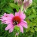 Ramona Tremblay - Facebook
