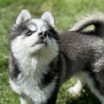 Ramsey Llerón Martinez - @ramseythekleekai - Instagram