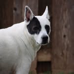 Ramsey Moore - @ramseythedogmoore - Instagram