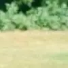 shutupgordanramseywa - @shutupgordanramseywallad - TikTok