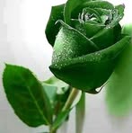 Ramzi Bazzi - Facebook