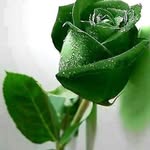 Ramzi Bazzi - @bazzi.ramzi - Instagram