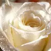 Ramzi Issa893 - @ramziissa893 - TikTok