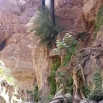 Ramzi Nawafleh - @ramzialkhasabah - Instagram