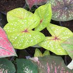 Ranren.shop - @ranren.garden - Instagram