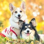 Welsh Corgi Ran&Ren - @amurin.ranren - Instagram
