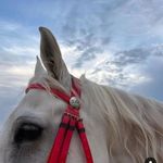 Randa Rashid - @rahhalranda62 - Instagram