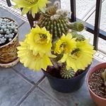 Randall Armstrong - @armstrongrandall - Instagram