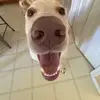 bodee - @bodee.randall02 - TikTok