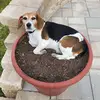 Randall Fox - @randall.fox0 - TikTok