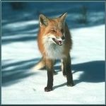 Randall Fox - @randall.fox.7777 - Instagram