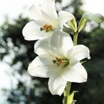 Randall Alexander - @randallalexander9 - Instagram