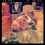 Randall Armbrust - @randallarmbrust - Instagram