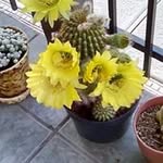 Randall Armstrong - @armstrongrandall - Instagram