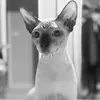 Randall_Reads_Books - @randall_reads_books - TikTok