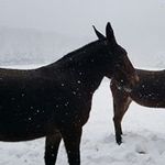 Randall Boswell - @boswellrandall - Instagram