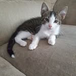 Randall - @randall.the.cat.and.friends - Instagram