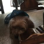 Randall - @randall_and_friends - Instagram