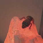 randall - @randallfriends - Instagram