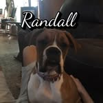 Randall + Friends - @randalltheboxer_andfriends - Instagram