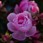 Randal Goble - @randalgoble - Instagram