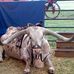 Randall Goble - Facebook
