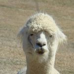 Randall Greene - @randall.greene.71 - Instagram