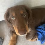 Randy Jefferson - @randalltheweiner - Instagram