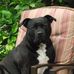 Bill Knibbles Randall - Facebook