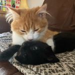 DalWhinnie and Lord Fox - @dal_whinnie_lord_fox_randall - Instagram