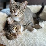Randall & Oakley - @talesbytwotabbys - Instagram