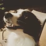 Randall Ransom - @randallransommusic - Instagram