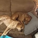 Randall Shafer - Facebook