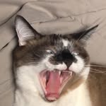 Randall - @randallsnowcat - Instagram