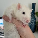 Randall (Pandy) Snow Penny - @randypandyrat - Instagram