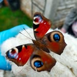 Nicola Randall-Stone - @nic.r.stone - Instagram