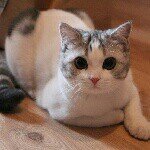 Randall O' Sullivan - @sullivan_cat - Instagram