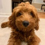 Randall Radaj-Sullivan - @camp.randall - Instagram
