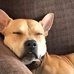 Randall Terry - @sleepyrandall - Instagram