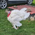 Randall - @randalltheturkey - Instagram