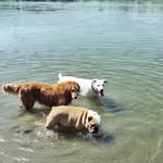 Molli 🌈 + Butters 🌈+ Stanley + Dunkin + Rosie + Randall - @ourthreeamigos - Instagram
