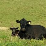 Randall Curtis Webb - @webbfarmsofva - Instagram