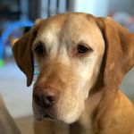 Randall Webb - @adventuresofrandalldog - Instagram