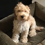 Randall Webb - @randall.the.vandal - Instagram