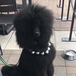 Winston Randall - @winstonpoodlerandall - Instagram