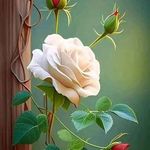 @randifox2962024 - Instagram